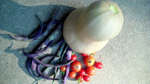 Photo: vegetables from the garden