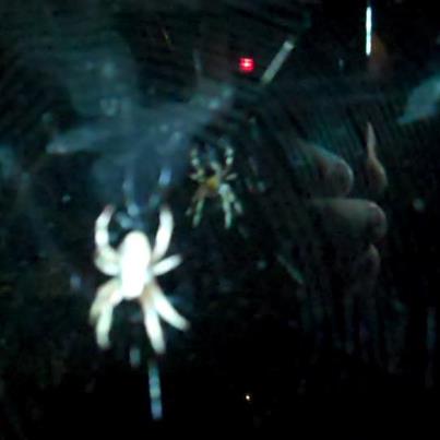 Photo: My very own guard spider.  Every night she builds a web on the shotgun side of my vehicle... every morning... I forget and stick my face through it.  She seems to be quite amused. In any event, it's good practice :)