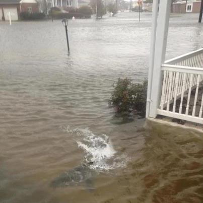 Photo: Shark swimming the streets of margate!!