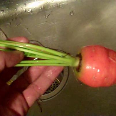 Photo: Short, fat carrot... grown in a short, fat flower pot