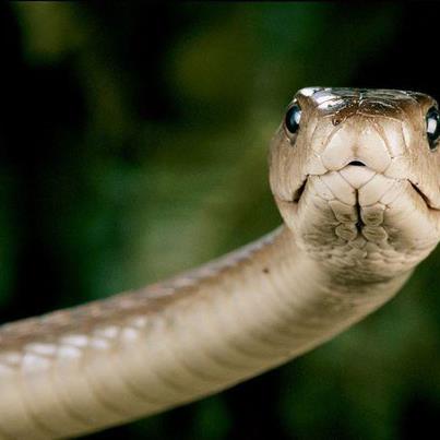 Photo: BLACK MAMBA - A KISS OF DEATH

The most deadliest - The most Notorious - An Iconic Predator. If you are close to KILL a Mamba, he is Close enough to KILL You.